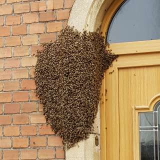 Bienenschwarm in Differdingen